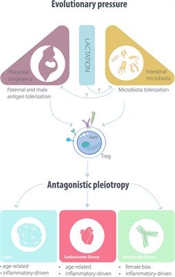 Regulatory T Cells Beyond Autoimmunity: From Pregnancy to Cancer and Cardiovascular Disease